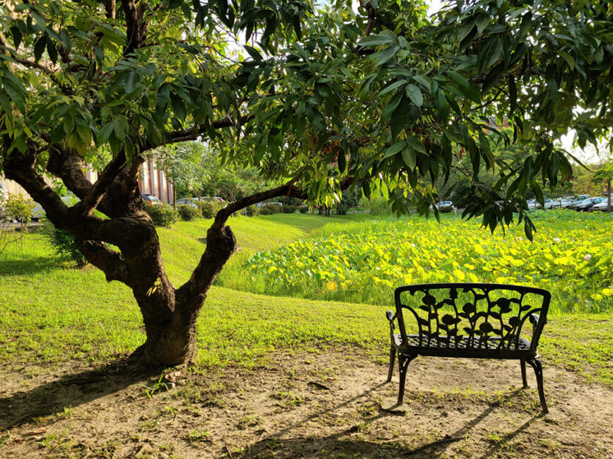 Bãi cỏ rộng lớn cho những khoảng thời gian thư giãn và các hoạt động