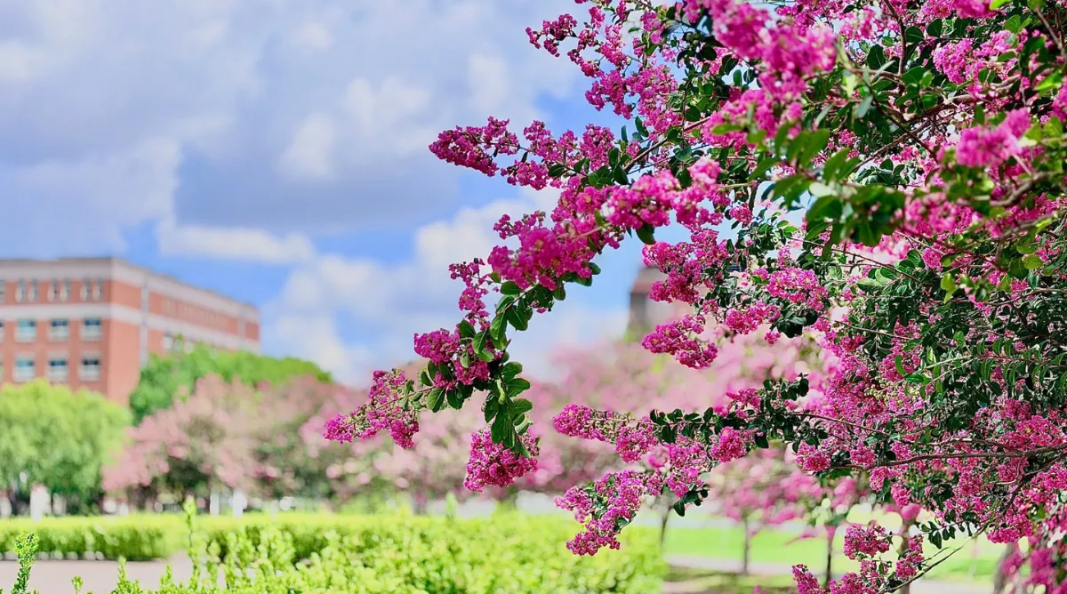 Hoa tử vi nở dọc các lối đi trong khuôn viên Asia University.